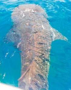 Whale Shark off Sarasota