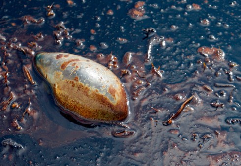 Gulf Oil Spill & michigan river oil spill A dead jellyfish floats amidst oil in the Gulf of Mexico southwest of the Southwest Pass of the Mississippi River on the coast of Louisiana, Thursday, May 6, 2010. Oil has spread 40 miles west-southwest of the Mississippi River and 25 miles southeast of Port Fourchon, La. (AP Photo/Patrick Semansky)