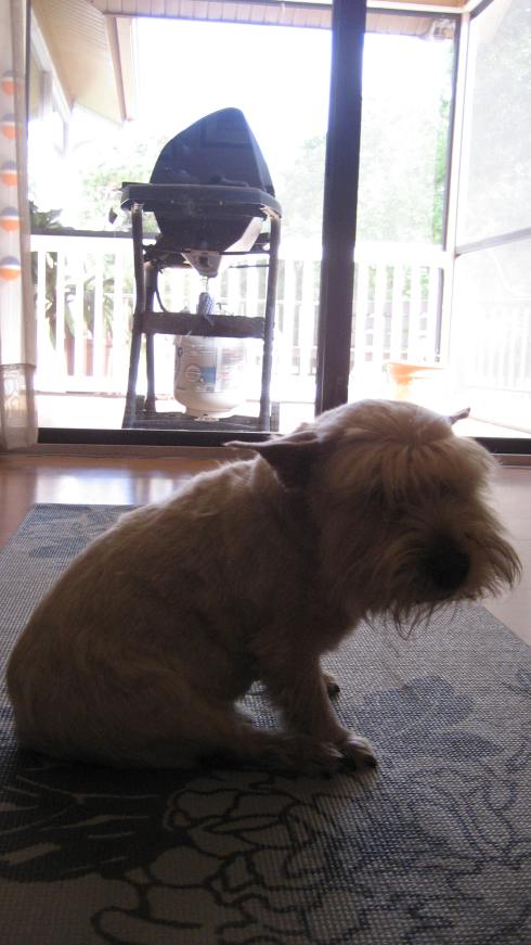 charlie the super dog!