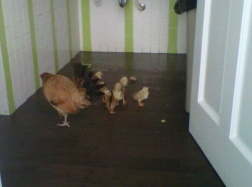 402452_2838339194246_1132251659_3062833_1050210229_n