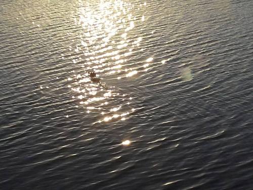 Gator by Carl Knutsson