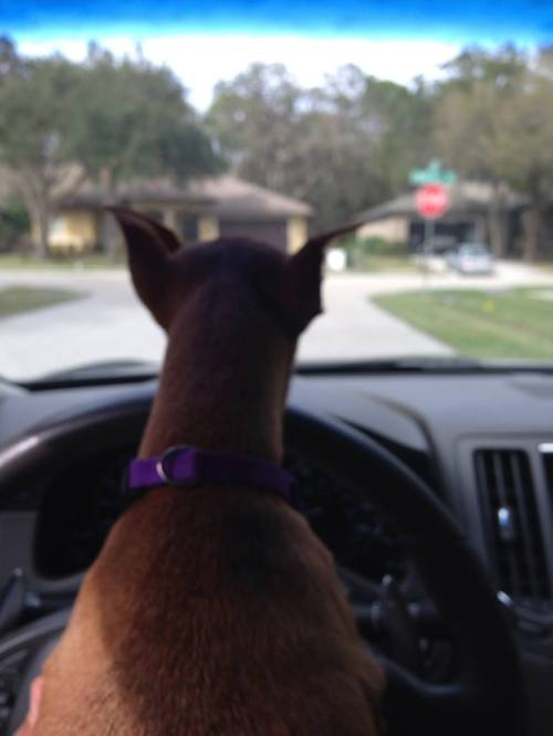 The Navigator -- Pic  by Justin Vyhnalek