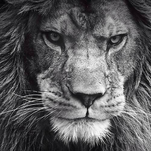 Lion Heart